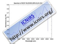 Spectrum of BODY BUDDIES-BRN.SUG.HNY.